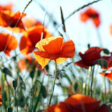 Foral