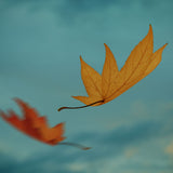 Fall